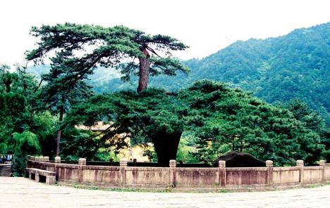 中國十大千年古樹排行榜,軒轅柏被稱為世界柏樹之父