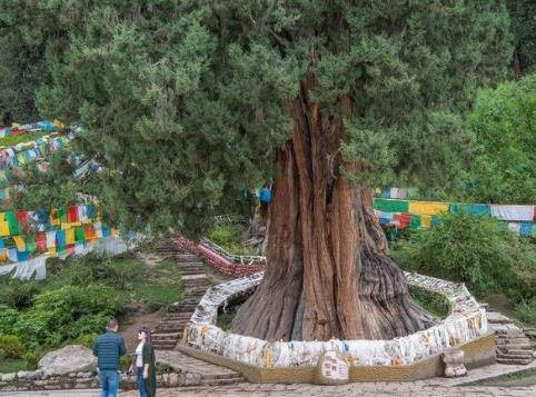 中國十大千年古樹排行榜,軒轅柏被稱為世界柏樹之父