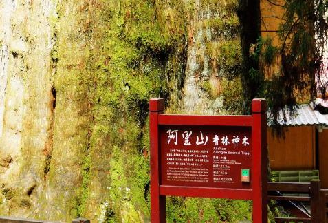 中國十大千年古樹排行榜,軒轅柏被稱為世界柏樹之父