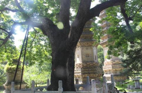 中國十大千年古樹排行榜,軒轅柏被稱為世界柏樹之父