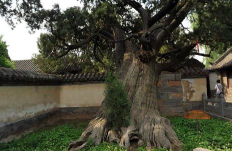 中國十大千年古樹排行榜,軒轅柏被稱為世界柏樹之父