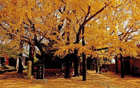 中國十大千年古樹排行榜,軒轅柏被稱為世界柏樹之父