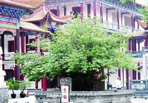 中國十大千年古樹排行榜,軒轅柏被稱為世界柏樹之父