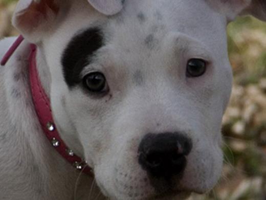 最難破的十項吉尼斯世界紀錄,最難殺死的人槍都打不死!