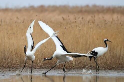 世界上三種壽命最長的鳥排行榜,一只鸚鵡活了104歲