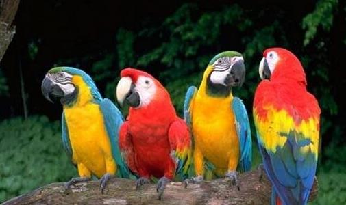 世界上三種壽命最長的鳥排行榜,一只鸚鵡活了104歲