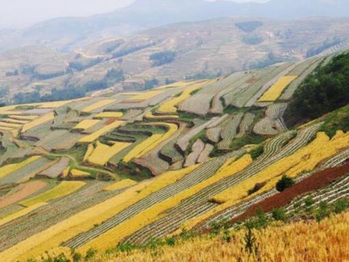 2019中國七大文化大省排行榜,辛棄疾、李清照都出自山東