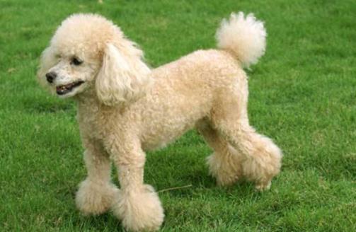 十種最不掉毛的狗狗排名,貴賓犬、約克夏梗都很適合家養(yǎng)