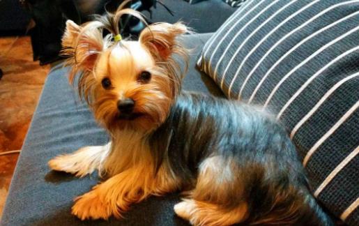 十種最不掉毛的狗狗排名,貴賓犬、約克夏梗都很適合家養(yǎng)