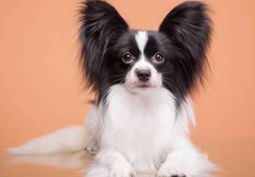 十種最不掉毛的狗狗排名,貴賓犬、約克夏梗都很適合家養(yǎng)