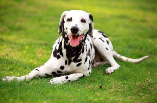 十種最不掉毛的狗狗排名,貴賓犬、約克夏梗都很適合家養(yǎng)