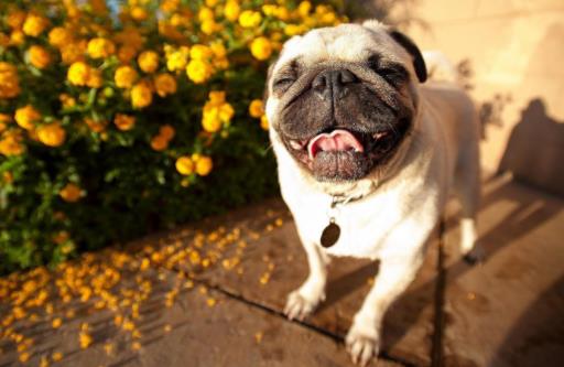 十種最不掉毛的狗狗排名,貴賓犬、約克夏梗都很適合家養(yǎng)