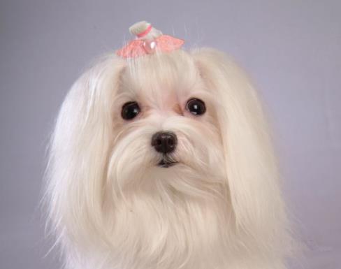 十種最不掉毛的狗狗排名,貴賓犬、約克夏梗都很適合家養(yǎng)