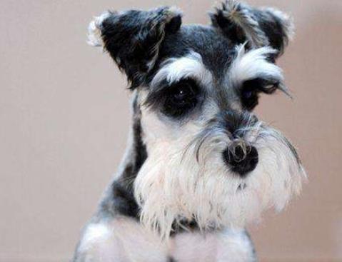 十種最不掉毛的狗狗排名,貴賓犬、約克夏梗都很適合家養(yǎng)