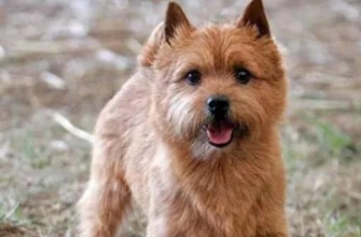 十種最不掉毛的狗狗排名,貴賓犬、約克夏梗都很適合家養(yǎng)