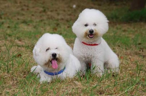 十種最不掉毛的狗狗排名,貴賓犬、約克夏梗都很適合家養(yǎng)