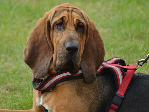 最耐熱的十種寵物狗排名,柴犬、尋血獵犬都不是很怕熱