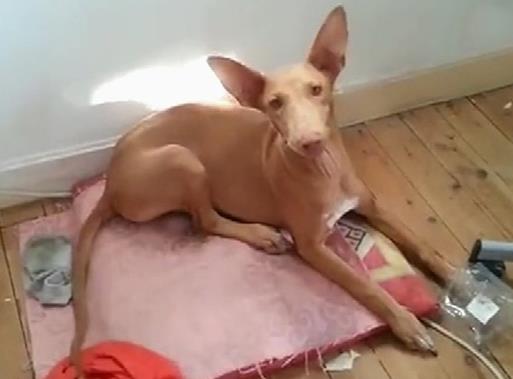 最耐熱的十種寵物狗排名,柴犬、尋血獵犬都不是很怕熱