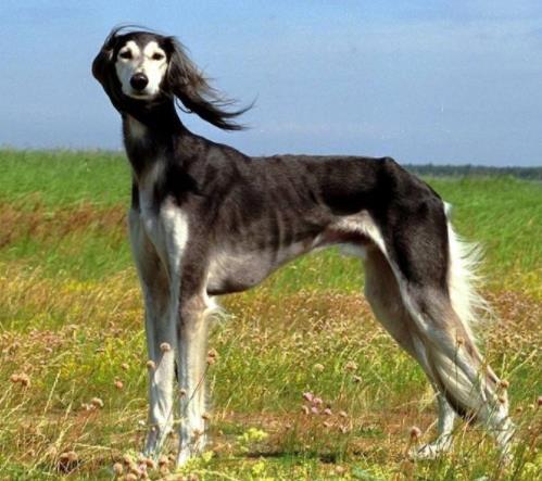 最耐熱的十種寵物狗排名,柴犬、尋血獵犬都不是很怕熱