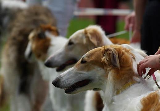 最耐熱的十種寵物狗排名,柴犬、尋血獵犬都不是很怕熱