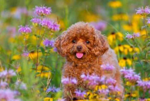 最耐熱的十種寵物狗排名,柴犬、尋血獵犬都不是很怕熱