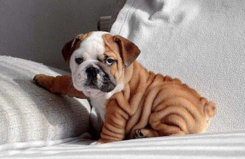 最耐熱的十種寵物狗排名,柴犬、尋血獵犬都不是很怕熱