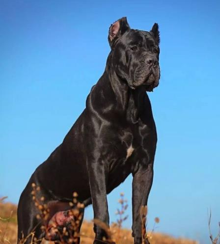 最耐熱的十種寵物狗排名,柴犬、尋血獵犬都不是很怕熱