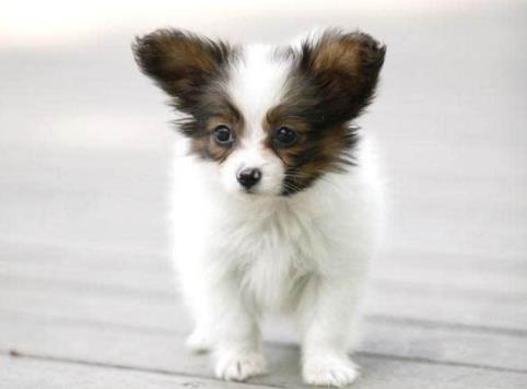 最耐熱的十種寵物狗排名,柴犬、尋血獵犬都不是很怕熱