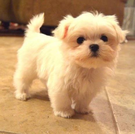 最耐熱的十種寵物狗排名,柴犬、尋血獵犬都不是很怕熱