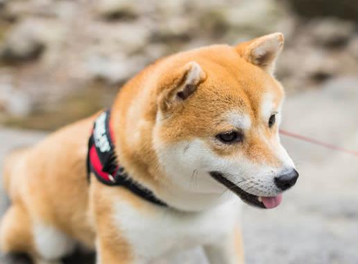 最耐熱的十種寵物狗排名,柴犬、尋血獵犬都不是很怕熱