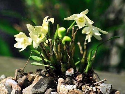 中華九大仙草排行榜排名,石斛、天山雪蓮都是名貴藥材