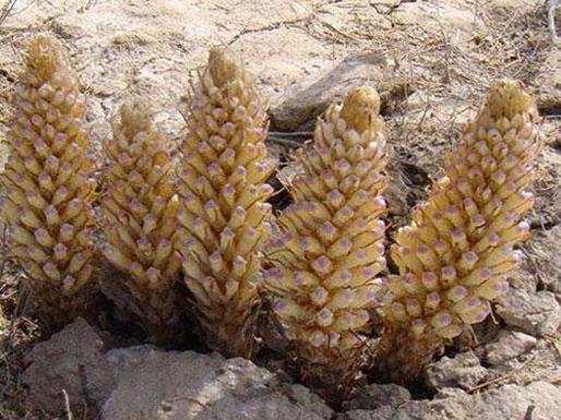 中華九大仙草排行榜排名,石斛、天山雪蓮都是名貴藥材