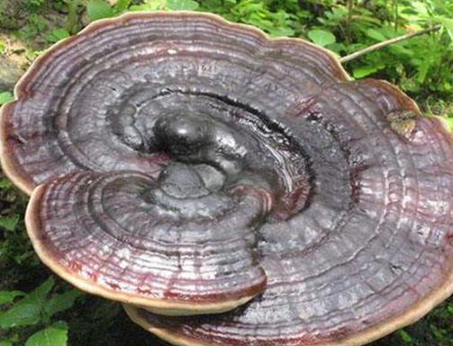 中華九大仙草排行榜排名,石斛、天山雪蓮都是名貴藥材