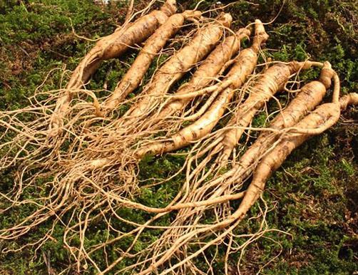 中華九大仙草排行榜排名,石斛、天山雪蓮都是名貴藥材