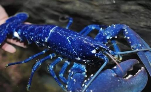 世界上十種最貴海鮮排名,藍龍蝦、帝王鮭不是一般人吃得起的