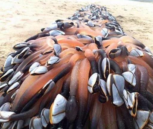 世界上十種最貴海鮮排名,藍龍蝦、帝王鮭不是一般人吃得起的