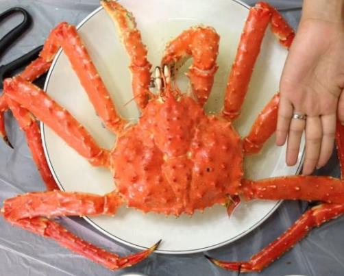 世界上十種最貴海鮮排名,藍龍蝦、帝王鮭不是一般人吃得起的