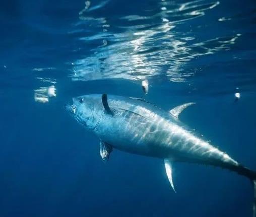 世界上十種最貴海鮮排名,藍龍蝦、帝王鮭不是一般人吃得起的