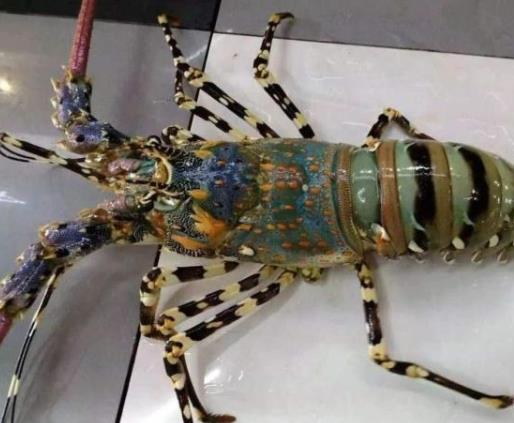 世界上十種最貴海鮮排名,藍龍蝦、帝王鮭不是一般人吃得起的