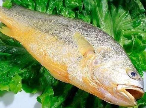 世界上十種最貴海鮮排名,藍龍蝦、帝王鮭不是一般人吃得起的