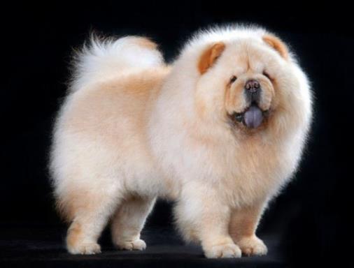 世界十大最貴的狗排名,羅秦犬、羅威納犬都很昂貴