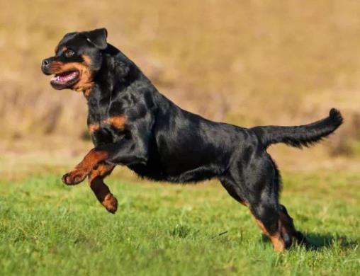 世界十大最貴的狗排名,羅秦犬、羅威納犬都很昂貴