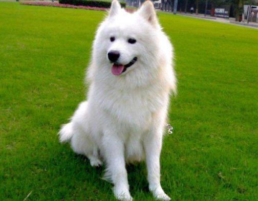 世界十大最貴的狗排名,羅秦犬、羅威納犬都很昂貴