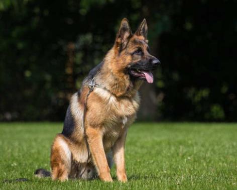 世界十大最貴的狗排名,羅秦犬、羅威納犬都很昂貴