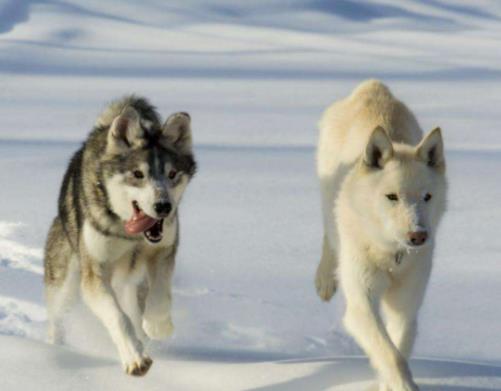 世界十大最貴的狗排名,羅秦犬、羅威納犬都很昂貴