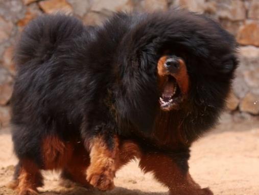 世界十大最貴的狗排名,羅秦犬、羅威納犬都很昂貴