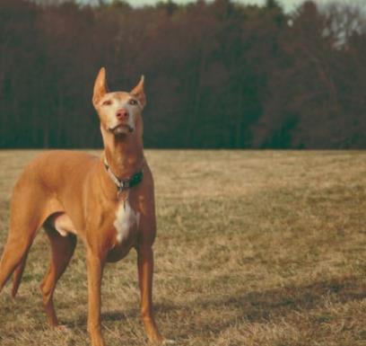 世界十大最貴的狗排名,羅秦犬、羅威納犬都很昂貴