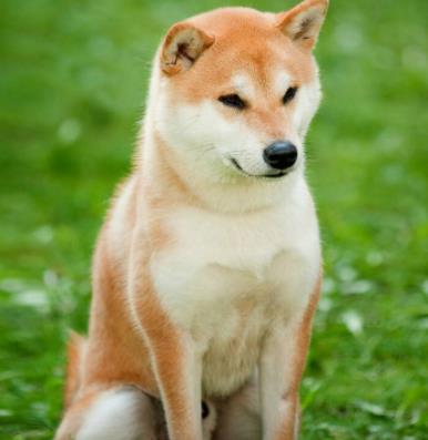 世界十大最貴的狗排名,羅秦犬、羅威納犬都很昂貴