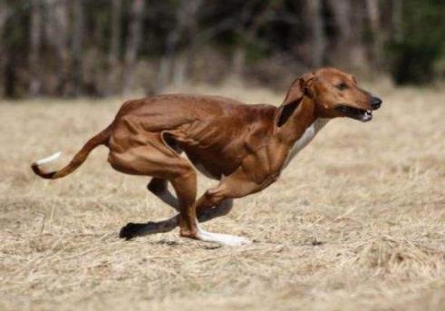 世界十大最貴的狗排名,羅秦犬、羅威納犬都很昂貴