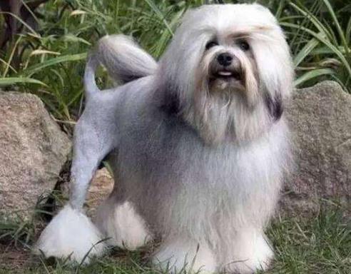 世界十大最貴的狗排名,羅秦犬、羅威納犬都很昂貴